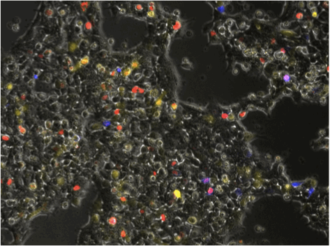 TASBE cells
